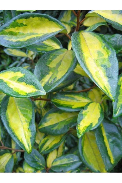 Елеагнус Лаймлайт опис